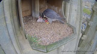 20240430 First Four Chick Feed [upl. by Infield]