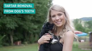 MiraPet How to remove tartar from dogs teeth [upl. by Dumah]