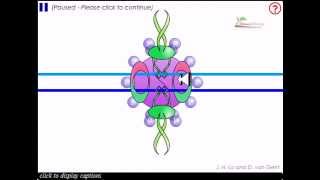 Non homologous end joining [upl. by Cordi]