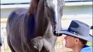 Honza Bláha  How to teach new young horse liberty  foal by Kjento [upl. by Hiltner]