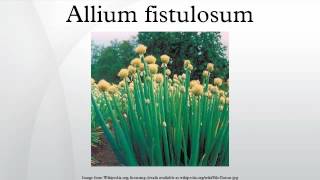 Allium fistulosum [upl. by Washington]