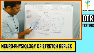 NEUROPHYSIOLOGY OF STRETCH REFLEX  DEEP TENDON REFLEX TESTING [upl. by Jemy107]