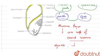 Aleurone layer helps in [upl. by Enirhtak663]