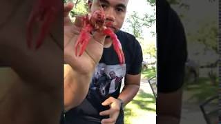 How To Eat Crawfish The Easiest Way to Peel and Eat [upl. by Katerine]