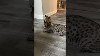 Serval vs Savannah Cat cat serval servals kitten shorts [upl. by Nae]