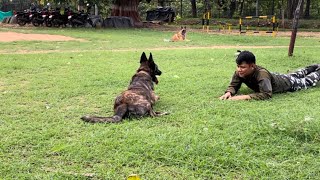 Dog training  Dog ko training kaise Dena chahiye  police dog training [upl. by Assel]