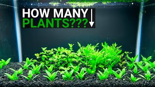 How To Calculate the Number of Aquarium Plants You Need [upl. by Husha424]