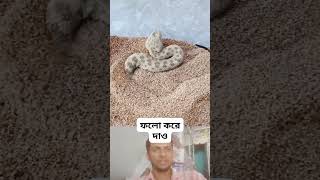 Rasel vaipar trending snake viralshortschallenge Raselvaipa [upl. by Adekan838]