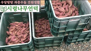 거름도 주지 않고 두둑 옆구리에 찌른 고구마는 얼마나 들었을까요 트릭영상포함 [upl. by Ennaegroeg]