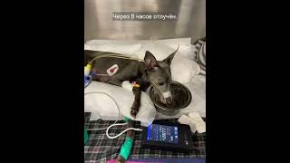 Кардиогенный отёк лёгких у ЛевреткиCardiogenic pulmonary edema in an Italian greyhound [upl. by Ricardama404]