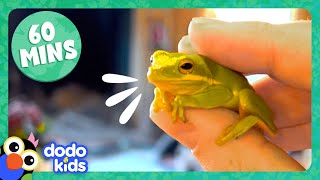 60 Minutes Of Animals We Just Want To Hug  Dodo Kids  Animal Videos For Kids [upl. by Madi224]