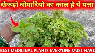 सेकड़ों बिमारियों का काल है ये पत्ता  कटिंग से लगाना सीखों ये पौधा  Grow Ajwain At Home  Medicinal [upl. by Shirley]