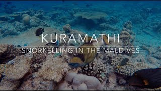 Snorkelling in The Maldives  Kuramathi  2015 [upl. by Alaecim]