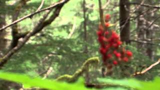 Mendenhall Glacier Adventure Hike  Shore Excursion  NCL [upl. by Barcot]