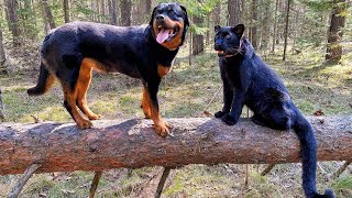 Leopard Luna and rottweiler Venza walking through the windbreak [upl. by Cadel]