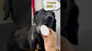 My Dog Loves Egg doglover trending lucky [upl. by Neirda623]