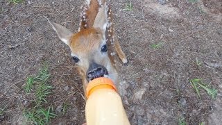 Rescued Little BABY Deer on our property [upl. by Arhat282]