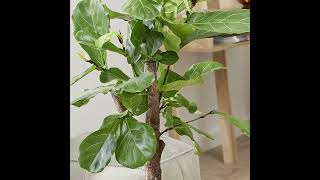 Ficus Lyrata Introduction [upl. by Langille]