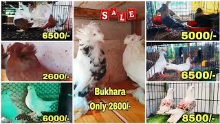 Fancy Pigeon Ka Zabardast Dhamaka Offer Le Aay SatinFaintalSirajiStardums Khandwa Pigeon [upl. by Bluefield]