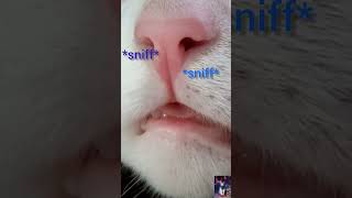 Sniff test put your finger on the screen sniff sniffycat sniffing [upl. by Schrick200]