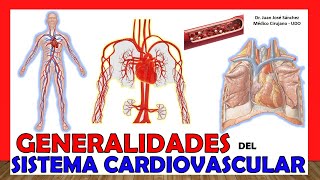 🥇 SISTEMA CIRCULATORIO en 18 Minutos Aparato Cardiovascular ¡Fácil y Sencillo [upl. by Bittencourt]