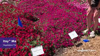 Itsy Magenta Petunia  CSU Trial Garden [upl. by Eah]