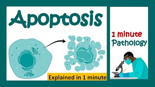 Apoptosis explained in 1 minute  pathology in 1 minutes [upl. by Topliffe425]