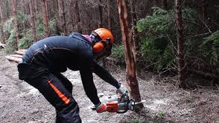 Lantra Chainsaw Course  Sean Duffy Basic Felling [upl. by Hamon]