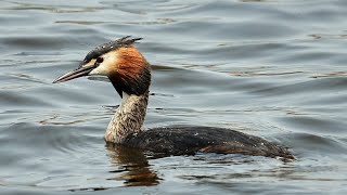 Potápka roháč Podiceps cristatus Great crested grebe Haubentaucher Большая поганка Perkoz dwuczuby [upl. by Gabrila]