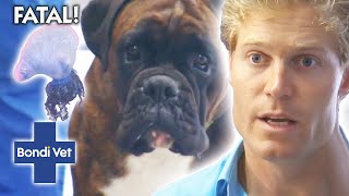 BOXER DOG Stung By Deadly Blue Bottle Jellyfish  Bondi Vet Clips  Bondi Vet [upl. by Hyams]