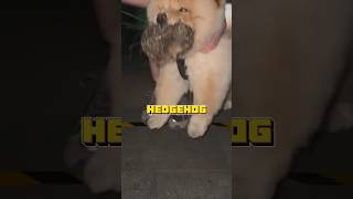 Hedgehog rescued from dog’s mouth animals pets cute healing funny shorts shortvideo [upl. by Ltney]