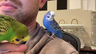 Incredible talking parakeet talks nonstop and drops the beat captioned [upl. by Llenet963]