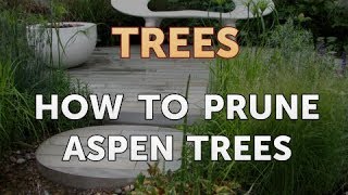 How to Prune Aspen Trees [upl. by Lrig]