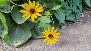 Blackeyed Susan Rudbeckia hirta [upl. by Drofnats]