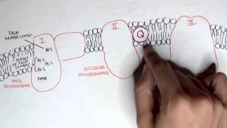 PART I  Oxidative Phosphorylation Electron Transport Chain [upl. by Tawnya]