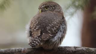 Northern Pygmy Owl [upl. by Mazel]