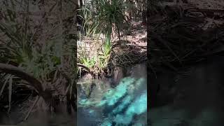 4K Mataranka Magic spring australia nature beautiful springs magic [upl. by Eiramlirpa]