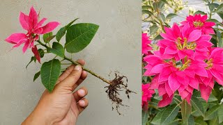 How to grow Poinsettia plant from cuttings simple and effective with updates  Poinsettia plant care [upl. by Vevina]