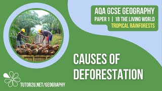 Causes of Deforestation  AQA GCSE Geography  Tropical Rainforests 4 [upl. by Kenleigh493]