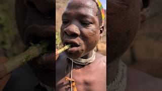 This traditional Way of brushing tooth and natural toothpaste for healthy teeth hadzabetribe food [upl. by Onilatac]