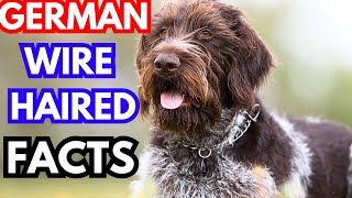 German wirehaired pointer  Top 10 Facts [upl. by Arim]