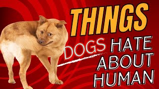 10 Things that dog hate about human [upl. by Awad308]