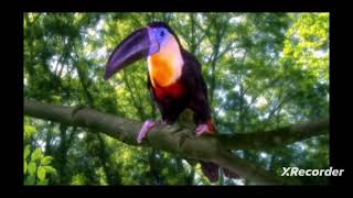 In The Night Garden Funny Toucan Song [upl. by Zsuedat]