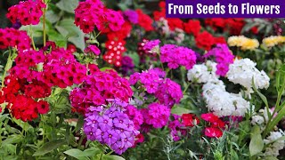 GROW Beautiful PHLOX from Seeds NOW Start To Finish [upl. by Crissy]