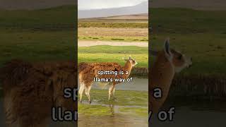 Understanding Why Llamas Spit [upl. by O'Driscoll]