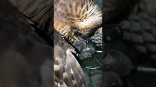 Feeding hawk birds eaglehawk birdhunting hunting eagle huntingbirds [upl. by Ayres]