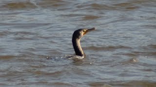 Cormorants swimming and diving in water [upl. by Brittain]