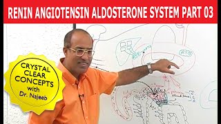 Renin Angiotensin Aldosterone System  RAAS Part 3👨‍⚕️ [upl. by Boser]