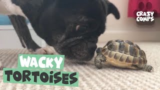 Tortoises Make Amazing Pets  Funny Tortoise Videos [upl. by Anairad407]