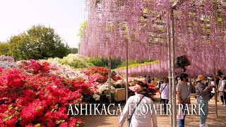 【New Camera Debut1】Japanese wisterias of Ashikaga Flower Park 2022 あしかがフラワーパーク [upl. by Anialram910]